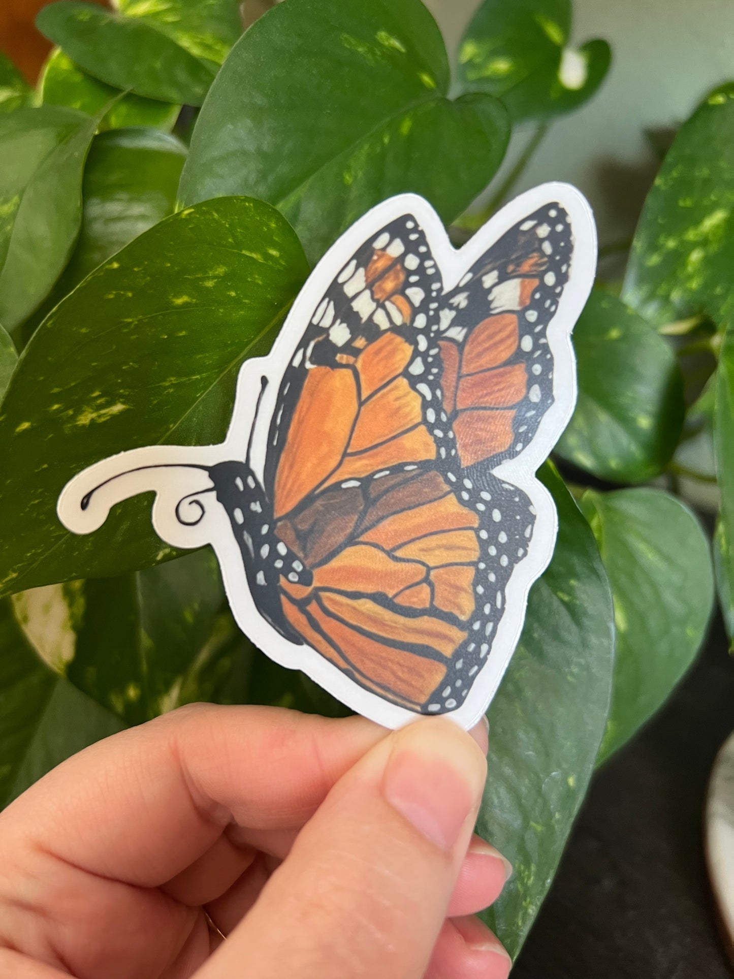 Monarch Butterfly Sticker w/ Clear Border