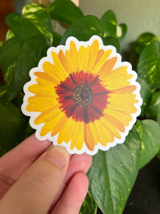 Wildflower Tickseed Coreopsis