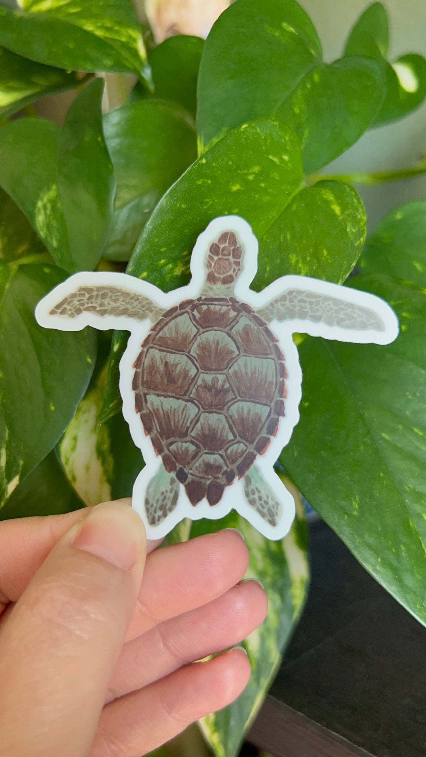 Sea Turtle Sticker