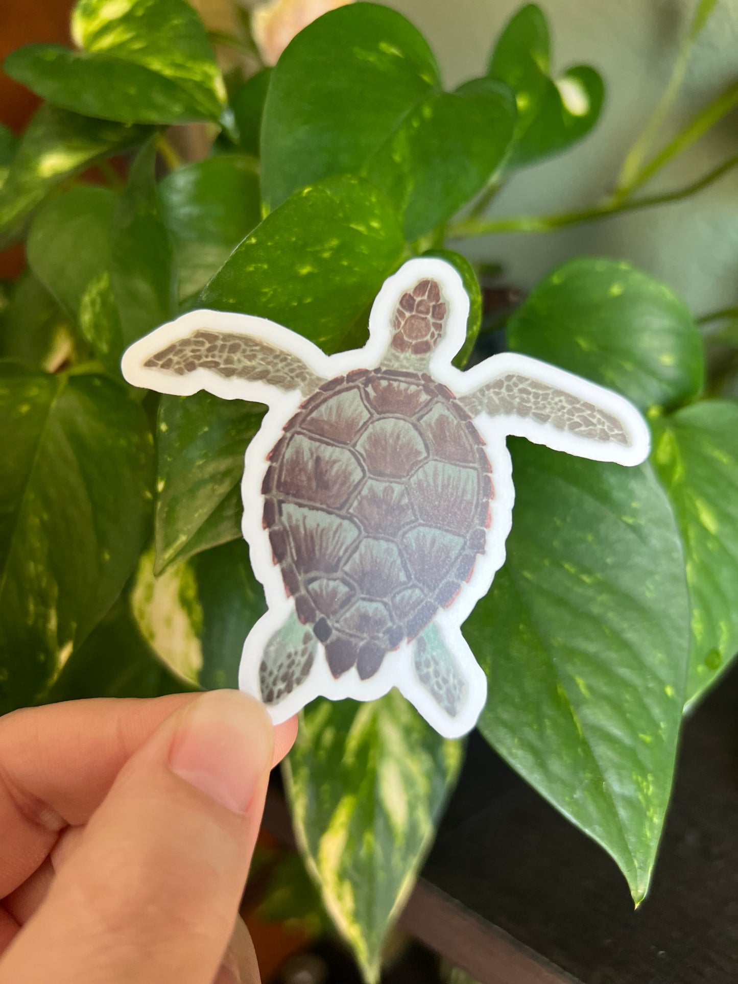 Sea Turtle Sticker