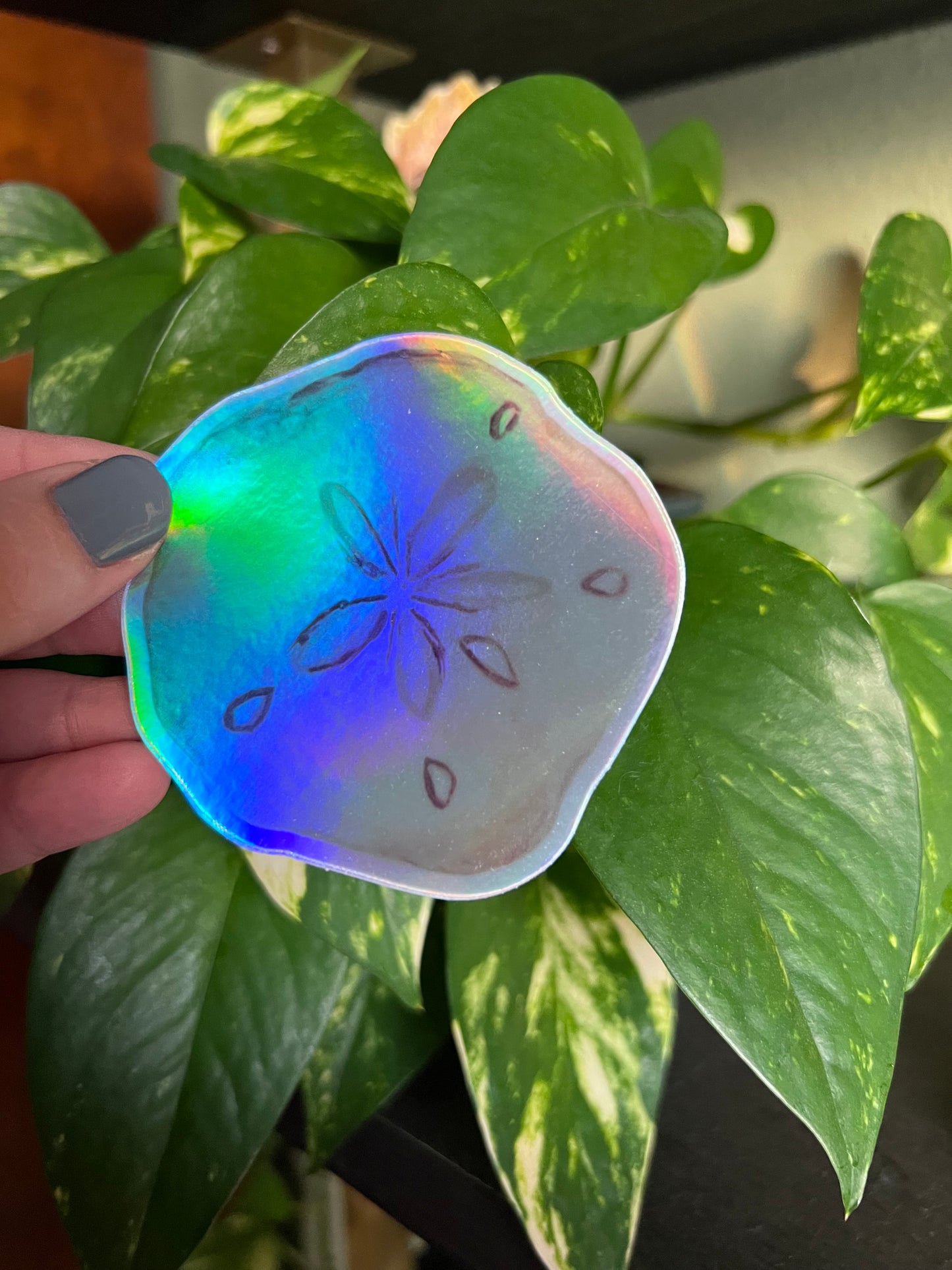 Sand Dollar Holographic Sticker