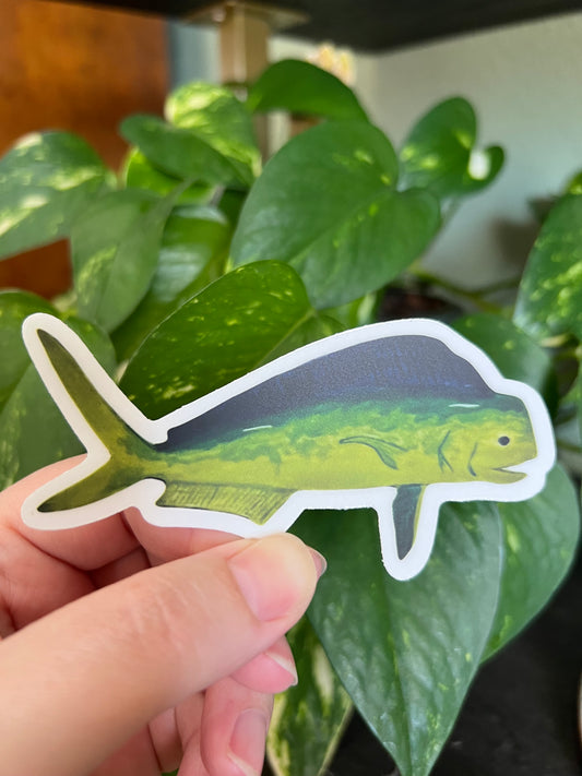 Mahi Mahi Dorado Sticker w/ Clear Border