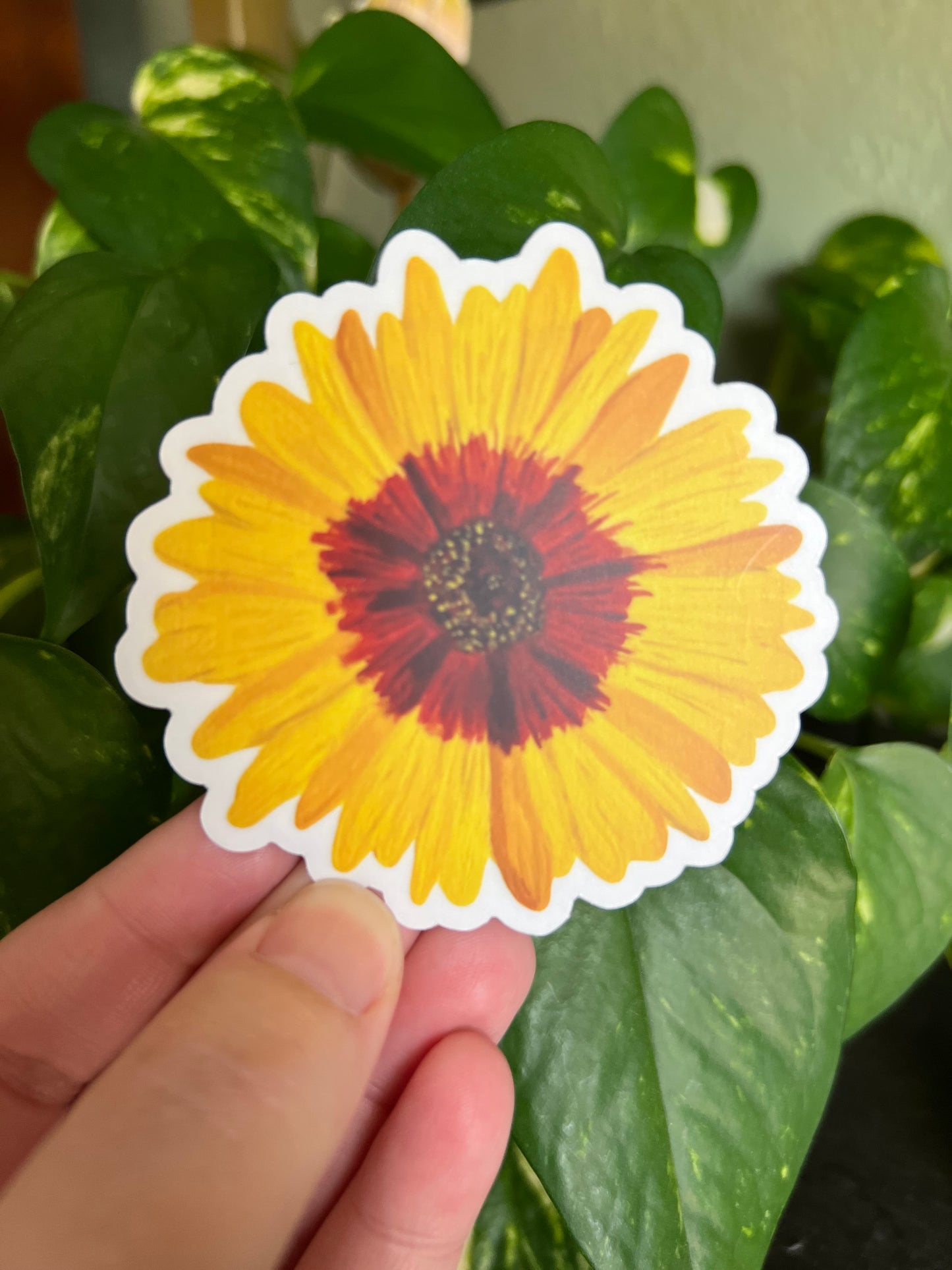 Wildflower Tickseed Coreopsis