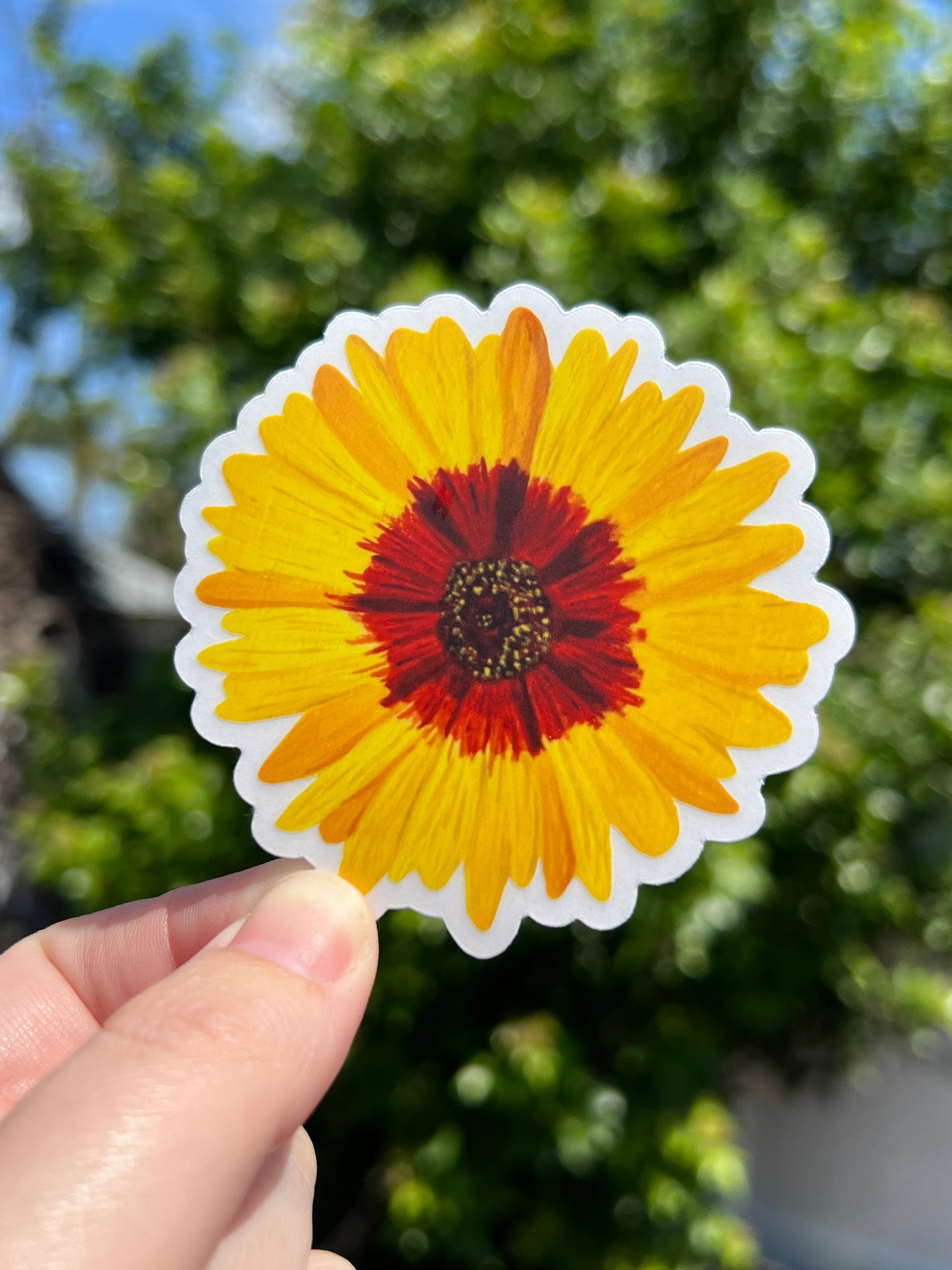 Wildflower Tickseed Coreopsis