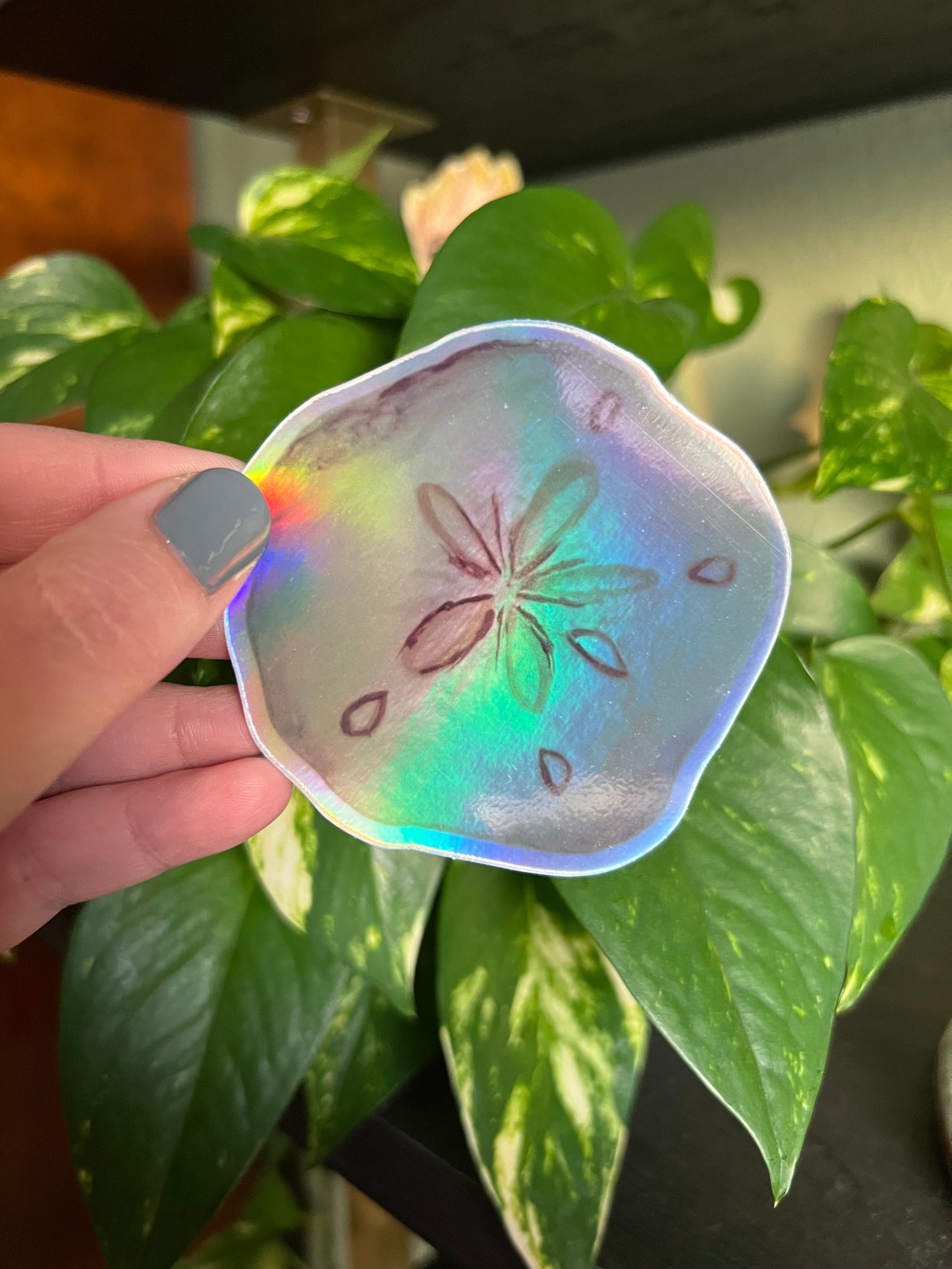 Sand Dollar Holographic Sticker