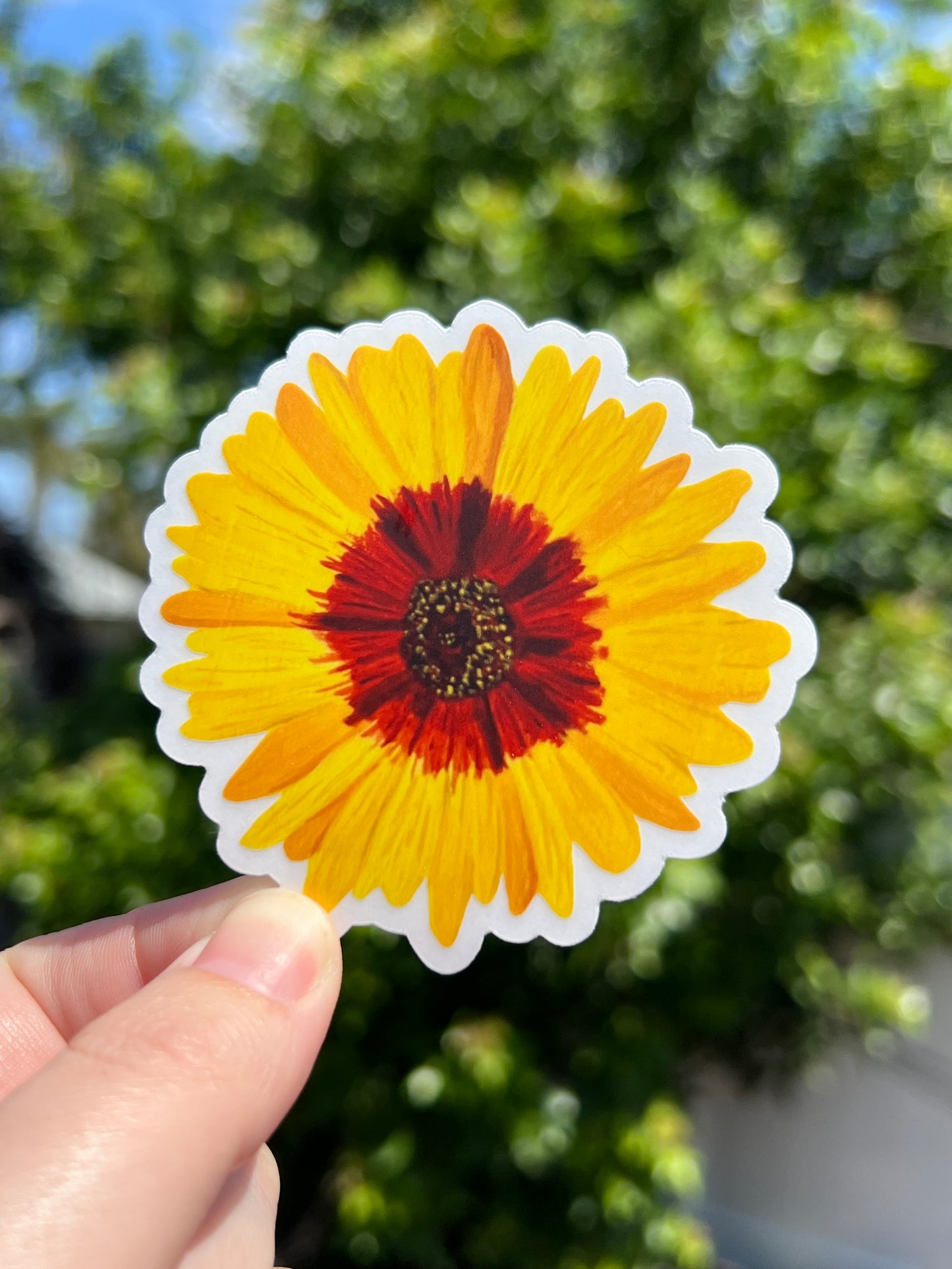 Wildflower Tickseed Coreopsis