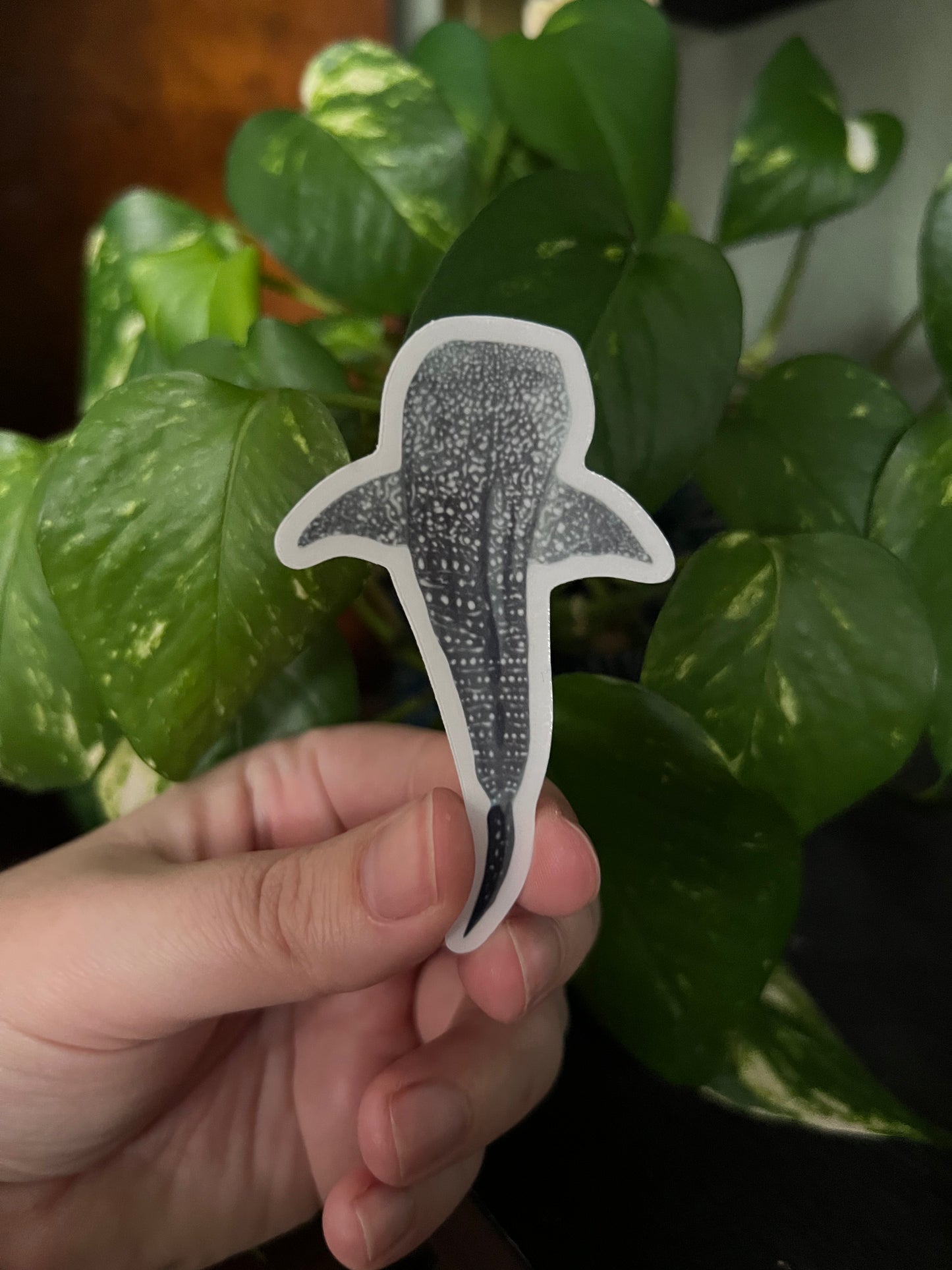 Whale Shark Clear Die Cut Sticker