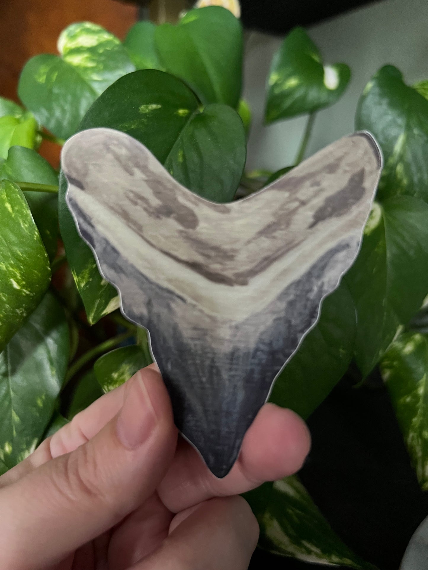 Sharks Tooth Fossil Sticker