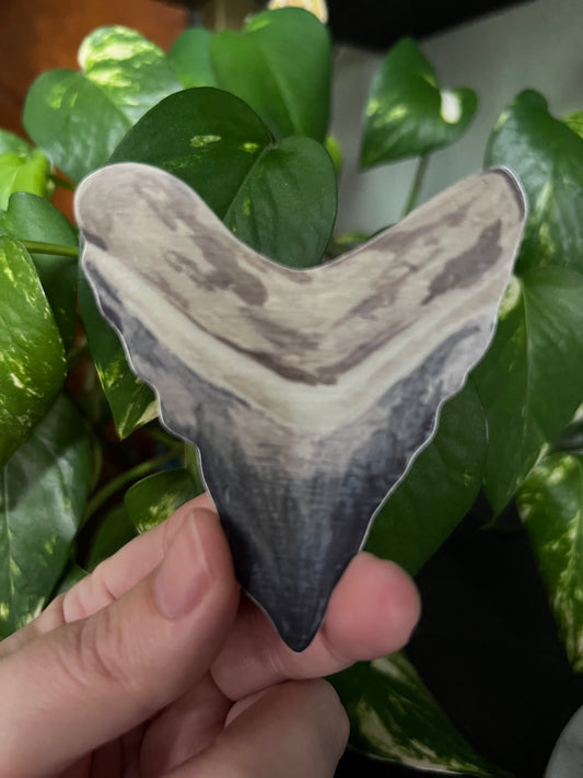 Sharks Tooth Fossil Sticker